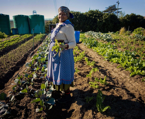 Food Security: Sustainability of Multi-Peril Crop Insurance