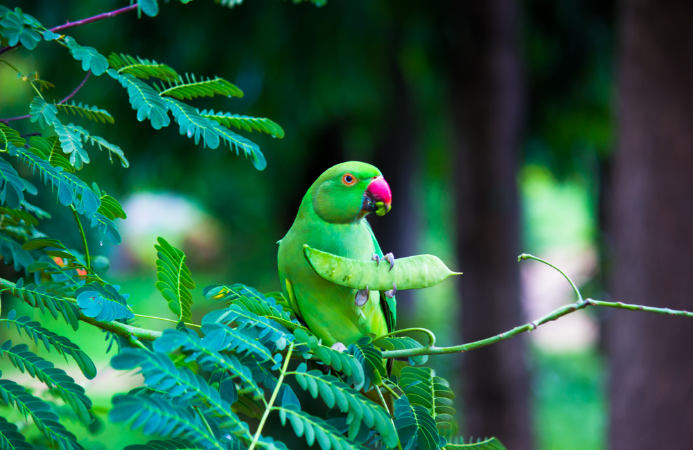 SCOR joins the act4nature international alliance