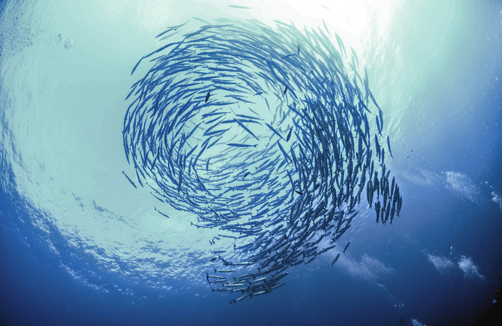 Formal adoption of UN's BBNJ treaty – what does it mean for marine insurers?